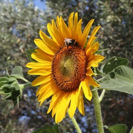 Sunflower Σπλιτ Εξωτερικό φωτογραφία