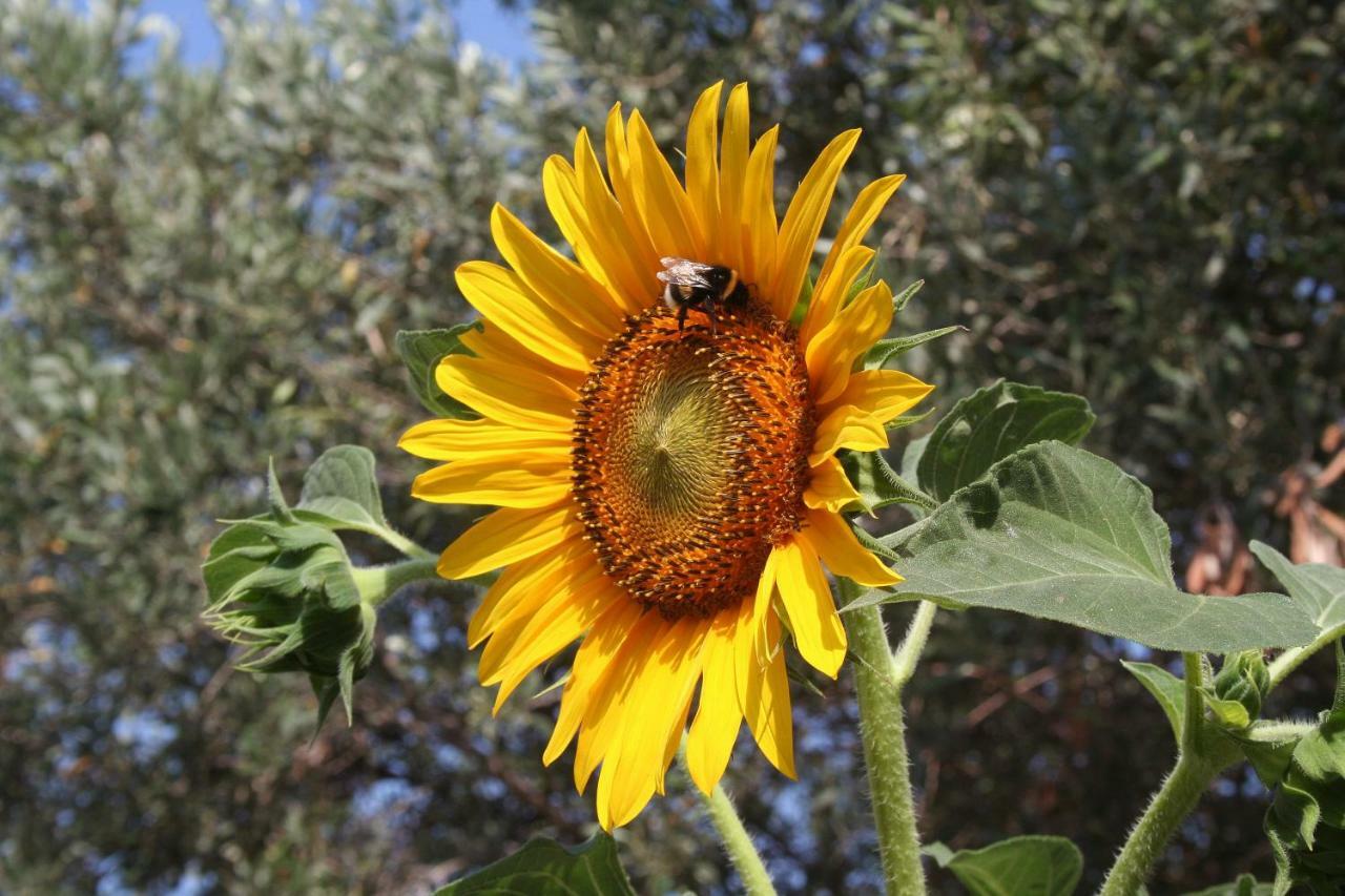Sunflower Σπλιτ Εξωτερικό φωτογραφία
